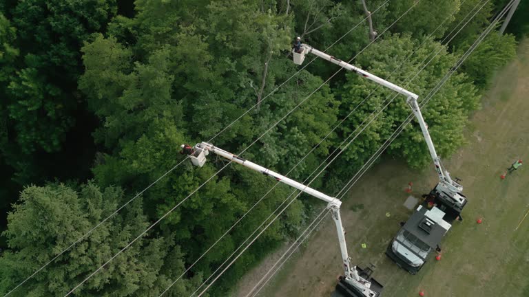 How Our Tree Care Process Works  in  Susitna North, AK